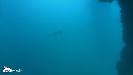 Scripps Pier Underwater Live Webcam - Oct 11, 2026, 2:23pm PDT