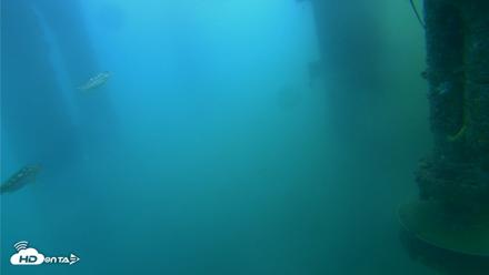 Scripps Pier Underwater Live Webcam - Jul 27, 2026, 8:17am PDT