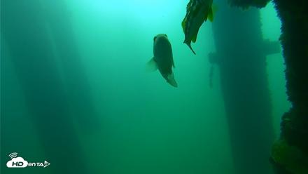 Scripps Pier Underwater Live Webcam - Sep 23, 2026, 9:35am PDT