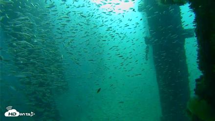Scripps Pier Underwater Live Webcam - Oct 7, 2026, 8:12am PDT
