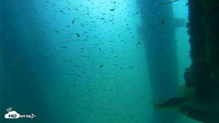 Scripps Pier Underwater Live Webcam - Aug 10, 2026, 10:26am PDT