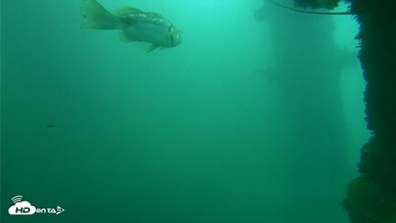 Scripps Pier Underwater Live Webcam - Oct 11, 2026, 11:25am PDT