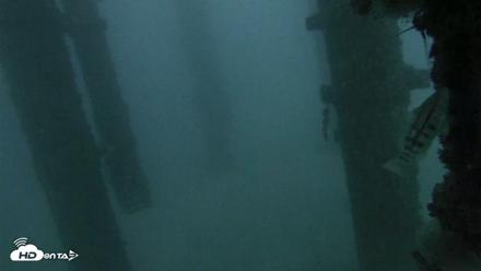 Scripps Pier Underwater Live Webcam - Oct 19, 2026, 6:28pm PDT