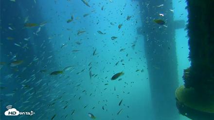 Scripps Pier Underwater Live Webcam - Aug 27, 2026, 12:35pm PDT