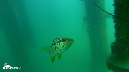 Scripps Pier Underwater Live Webcam - Aug 14, 2026, 2:28pm PDT