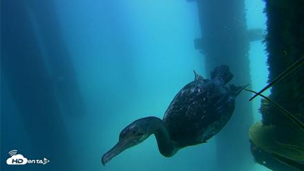 Scripps Pier Underwater Live Webcam - Aug 27, 2026, 12:39pm PDT