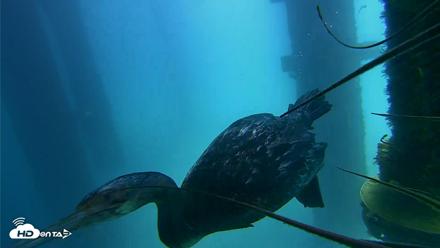 Scripps Pier Underwater Live Webcam - Aug 27, 2026, 12:41pm PDT