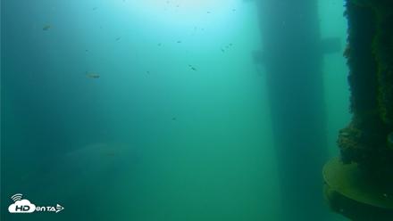 Scripps Pier Underwater Live Webcam - Aug 21, 2026, 9:48am PDT