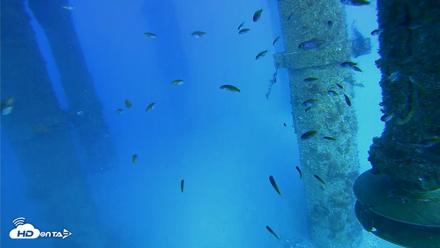 Scripps Pier Underwater Live Webcam - Jul 29, 2026, 5:42pm PDT