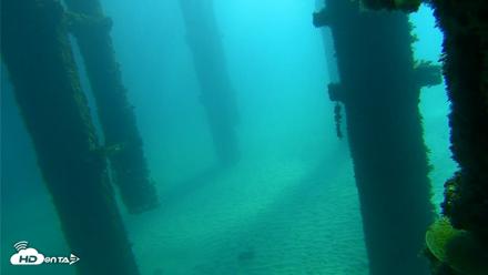 Scripps Pier Underwater Live Webcam - Oct 7, 2026, 10:03am PDT