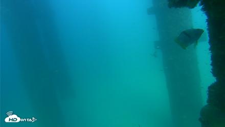 Scripps Pier Underwater Live Webcam - Sep 17, 2026, 3:51pm PDT