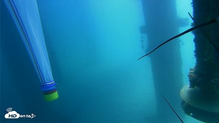 Scripps Pier Underwater Live Webcam - Aug 6, 2026, 12:23pm PDT