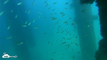 Scripps Pier Underwater Live Webcam - Sep 17, 2026, 3:43pm PDT