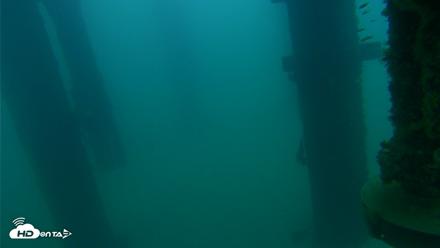 Scripps Pier Underwater Live Webcam - Aug 23, 2026, 6:24am PDT