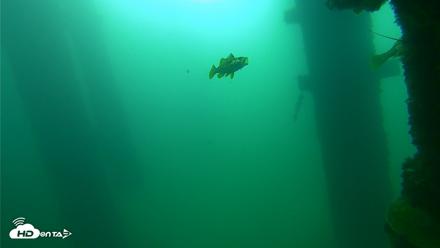 Scripps Pier Underwater Live Webcam - Sep 23, 2026, 9:16am PDT