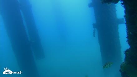 Scripps Pier Underwater Live Webcam - Sep 20, 2026, 5:13pm PDT