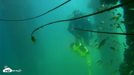 Scripps Pier Underwater Live Webcam - Sep 18, 2026, 2:19pm PDT