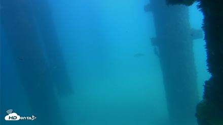 Scripps Pier Underwater Live Webcam - Sep 22, 2026, 1:57pm PDT