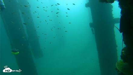 Scripps Pier Underwater Live Webcam - Oct 9, 2026, 9:55am PDT