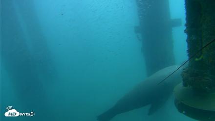Scripps Pier Underwater Live Webcam - Aug 3, 2026, 8:49am PDT