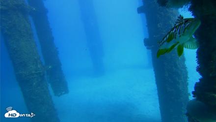 Scripps Pier Underwater Live Webcam - Oct 19, 2026, 2:16pm PDT
