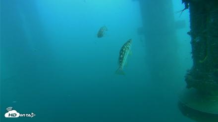 Scripps Pier Underwater Live Webcam - Jul 26, 2026, 6:43pm PDT