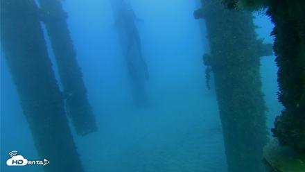 Scripps Pier Underwater Live Webcam - Oct 19, 2026, 5:51pm PDT