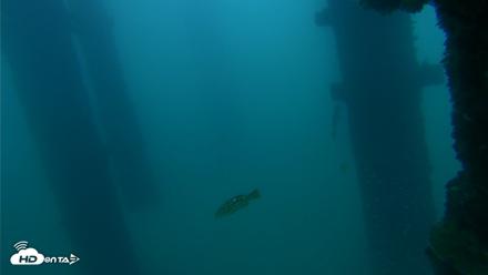 Scripps Pier Underwater Live Webcam - Sep 28, 2026, 7:14am PDT