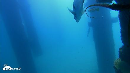 Scripps Pier Underwater Live Webcam - Sep 21, 2026, 11:19am PDT