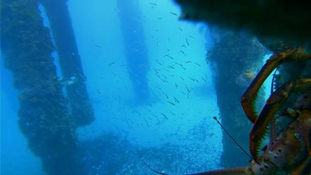 Scripps Pier Underwater Live Webcam - Jan 28, 2026, 3:01pm PST