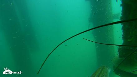 Scripps Pier Underwater Live Webcam - Aug 14, 2026, 2:40pm PDT