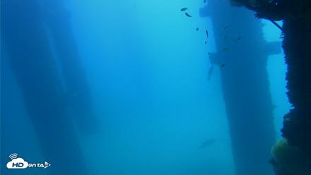 Scripps Pier Underwater Live Webcam - Oct 9, 2026, 12:09pm PDT
