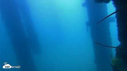 Scripps Pier Underwater Live Webcam - Sep 21, 2026, 11:15am PDT