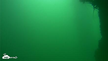Scripps Pier Underwater Live Webcam - Sep 29, 2026, 11:11am PDT