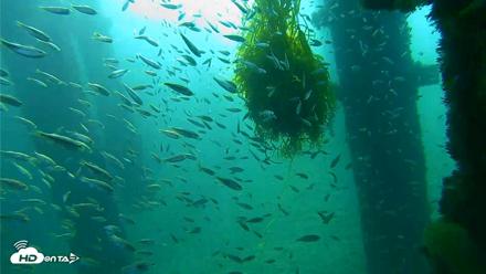 Scripps Pier Underwater Live Webcam - Oct 5, 2026, 8:35am PDT