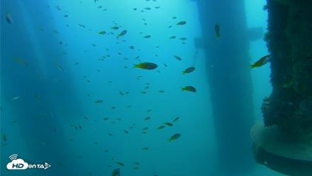 Scripps Pier Underwater Live Webcam - Aug 13, 2026, 11:19am PDT