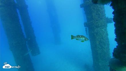 Scripps Pier Underwater Live Webcam - Oct 19, 2026, 4:42pm PDT
