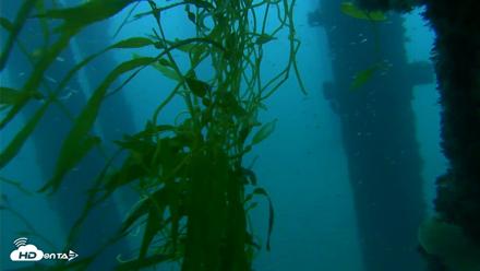 Scripps Pier Underwater Live Webcam - Oct 6, 2026, 6:43am PDT