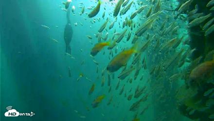 Scripps Pier Underwater Live Webcam - Aug 30, 2026, 8:43am PDT