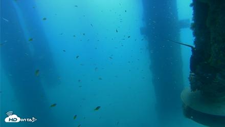 Scripps Pier Underwater Live Webcam - Aug 14, 2026, 10:27am PDT