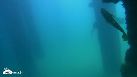 Scripps Pier Underwater Live Webcam - Sep 22, 2026, 1:10pm PDT
