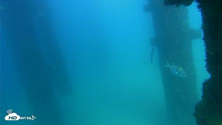 Scripps Pier Underwater Live Webcam - Sep 19, 2026, 3:30pm PDT