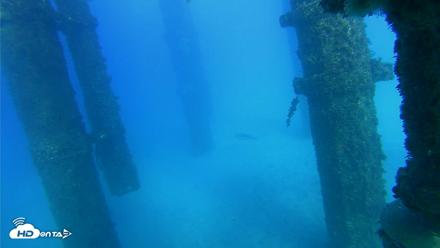 Scripps Pier Underwater Live Webcam - Oct 19, 2026, 4:31pm PDT