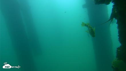 Scripps Pier Underwater Live Webcam - Sep 18, 2026, 10:44am PDT