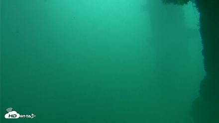 Scripps Pier Underwater Live Webcam - Oct 11, 2026, 11:55am PDT