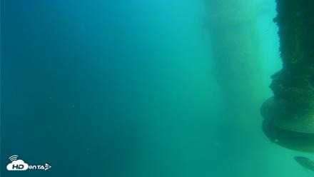 Scripps Pier Underwater Live Webcam - Jul 14, 2026, 3:26pm PDT
