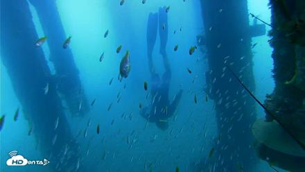 Scripps Pier Underwater Live Webcam - Aug 8, 2026, 8:39am PDT