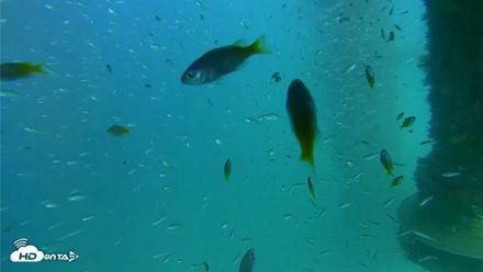 Scripps Pier Underwater Live Webcam - Aug 18, 2026, 4:29pm PDT