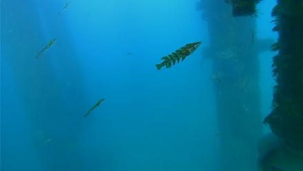 Scripps Pier Underwater Live Webcam - Apr 7, 2026, 5:53pm PDT