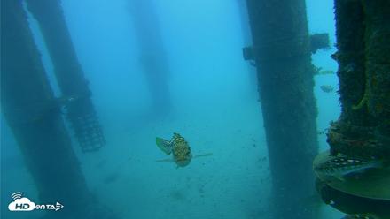 Scripps Pier Underwater Live Webcam - Jul 30, 2026, 7:36am PDT